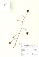 藏品(狗筋蔓)的圖片